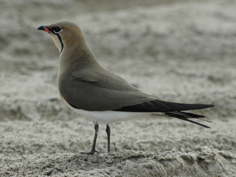 prielo�n�k stepn�
 (Glareola pratincola
)