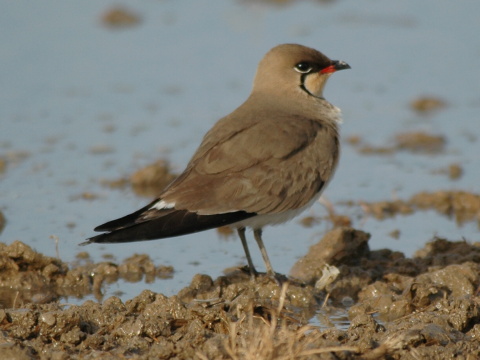 prielo�n�k stepn�
 (Glareola pratincola
)