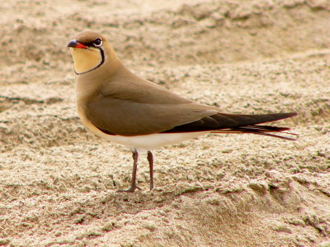 prielo�n�k stepn�
 (Glareola pratincola
)