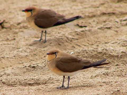 prielo�n�k stepn�
 (Glareola pratincola
)