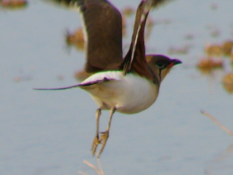 prielo�n�k stepn�
 (Glareola pratincola
)