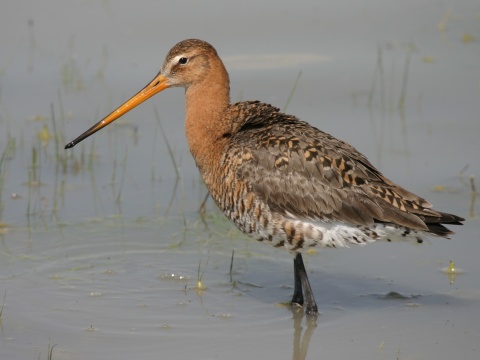 breh�r �iernochvost�
 (Limosa limosa
)