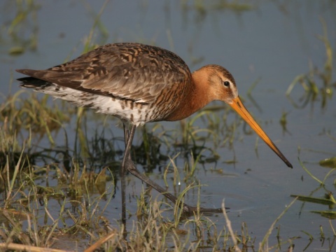 breh�r �iernochvost�
 (Limosa limosa
)