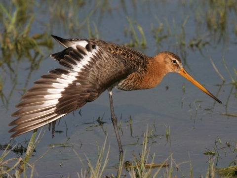 breh�r �iernochvost�
 (Limosa limosa
)