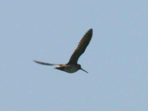 mo�iarnica l��na / mo�iarnica tich�
 (Gallinago media
)