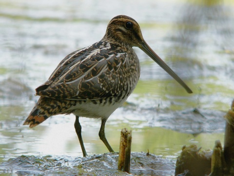mo�iarnica mekotav�
 (Gallinago gallinago
)