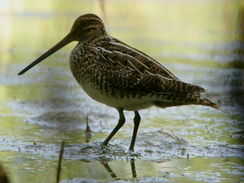 mo�iarnica mekotav�
 (Gallinago gallinago
)