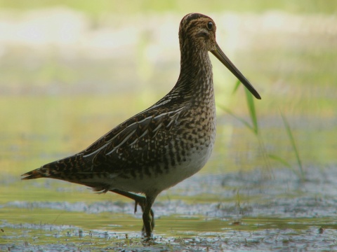 mo�iarnica mekotav�
 (Gallinago gallinago
)