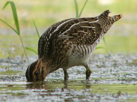 mo�iarnica mekotav�
 (Gallinago gallinago
)