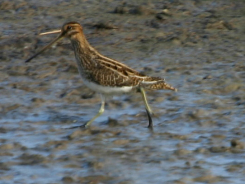 mo�iarnica mekotav�
 (Gallinago gallinago
)