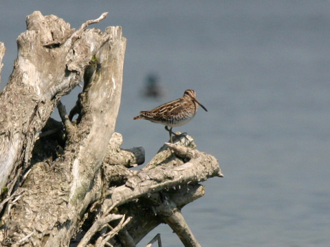 mo�iarnica mekotav�
 (Gallinago gallinago
)