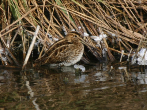 mo�iarnica mekotav�
 (Gallinago gallinago
)