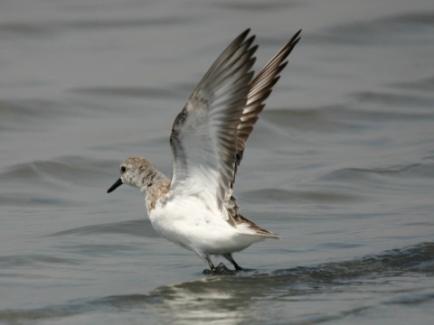pobre�n�k belav�
 (Calidris alba
)
