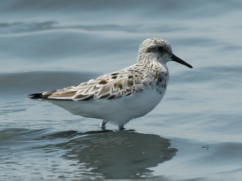 pobre�n�k belav�
 (Calidris alba
)