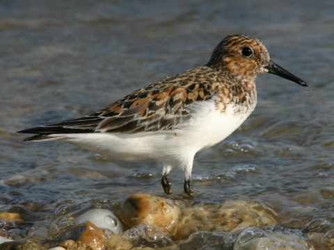 pobre�n�k belav�
 (Calidris alba
)
