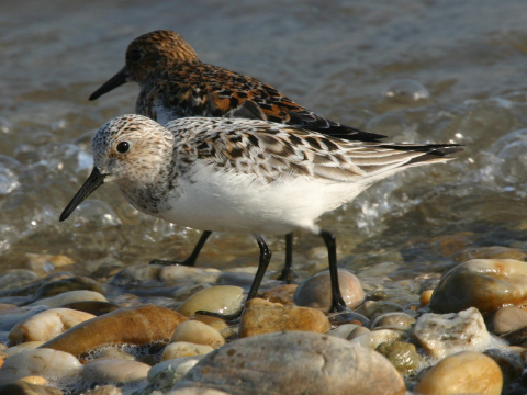 pobre�n�k belav�
 (Calidris alba
)