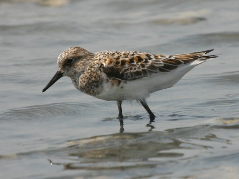 pobre�n�k belav�
 (Calidris alba
)