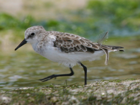pobre�n�k belav�
 (Calidris alba
)