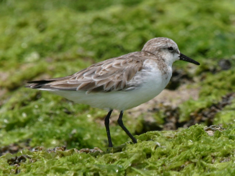 pobre�n�k belav�
 (Calidris alba
)