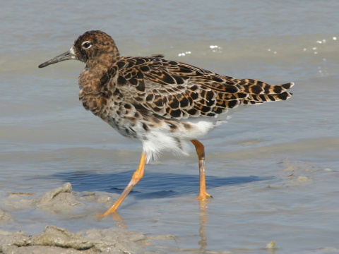 pobre�n�k bojovn�
 (Philomachus pugnax
)