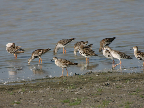 pobre�n�k bojovn�
 (Philomachus pugnax
)
