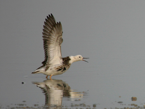 pobre�n�k bojovn�
 (Philomachus pugnax
)