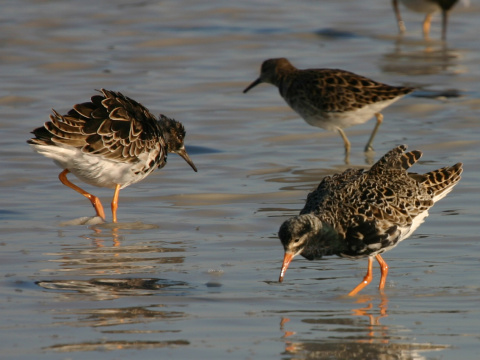 pobre�n�k bojovn�
 (Philomachus pugnax
)