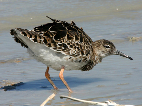 pobre�n�k bojovn�
 (Philomachus pugnax
)