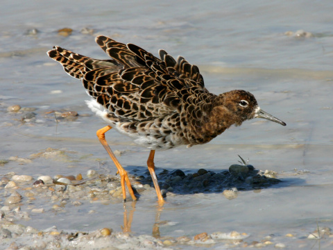 pobre�n�k bojovn�
 (Philomachus pugnax
)