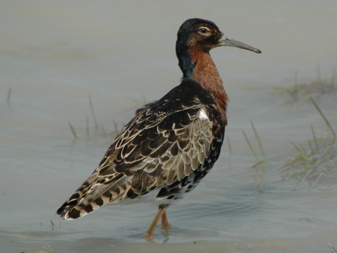 pobre�n�k bojovn�
 (Philomachus pugnax
)