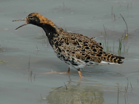 pobre�n�k bojovn�
 (Philomachus pugnax
)