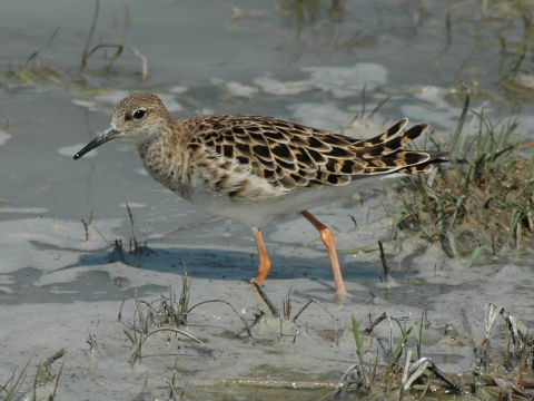 pobre�n�k bojovn�
 (Philomachus pugnax
)