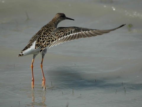 pobre�n�k bojovn�
 (Philomachus pugnax
)