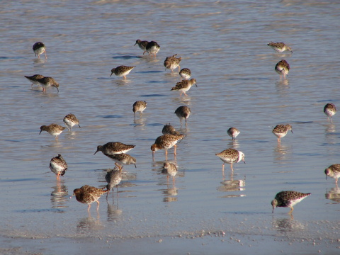 pobre�n�k bojovn�
 (Philomachus pugnax
)