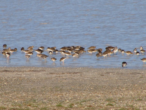 pobre�n�k bojovn�
 (Philomachus pugnax
)