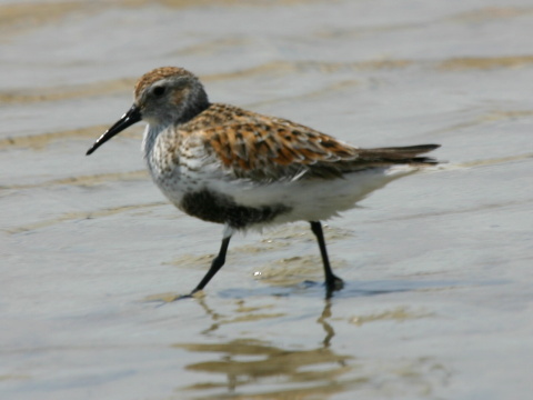 pobre�n�k �iernozob�
 (Calidris alpina
)