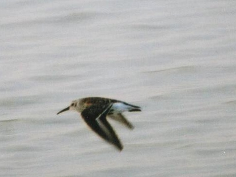 pobre�n�k �iernozob�
 (Calidris alpina
)