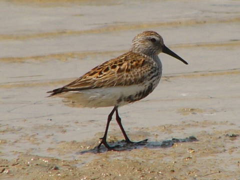 pobre�n�k �iernozob�
 (Calidris alpina
)