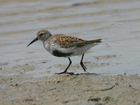 pobre�n�k �iernozob�
 (Calidris alpina
)