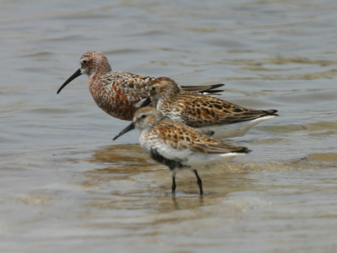 pobre�n�k �iernozob�
 (Calidris alpina
)