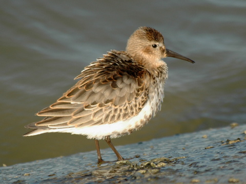 pobre�n�k �iernozob�
 (Calidris alpina
)