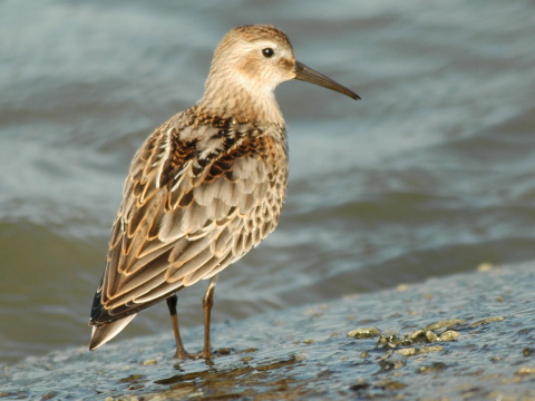 pobre�n�k �iernozob�
 (Calidris alpina
)