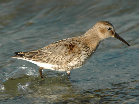 pobre�n�k �iernozob�
 (Calidris alpina
)