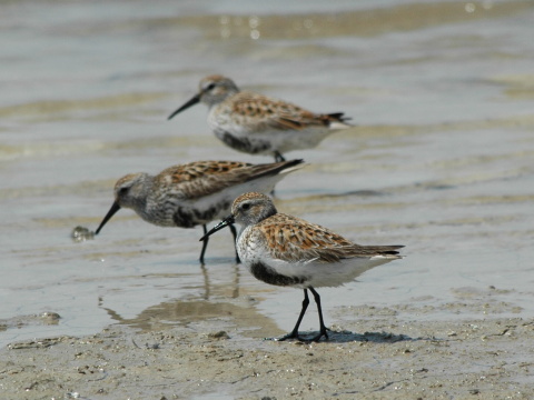 pobre�n�k �iernozob�
 (Calidris alpina
)