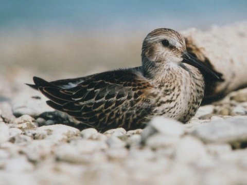 pobre�n�k �iernozob�
 (Calidris alpina
)