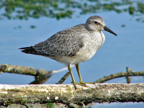 pobre�n�k hrdzav�
 (Calidris canutus
)