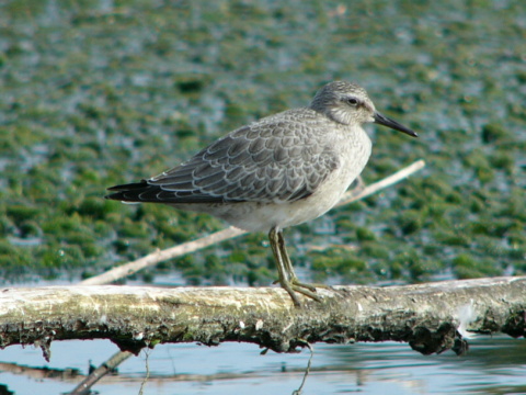 pobre�n�k hrdzav�
 (Calidris canutus
)