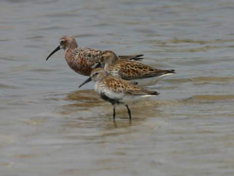 pobre�n�k krivozob�
 (Calidris ferruginea
)