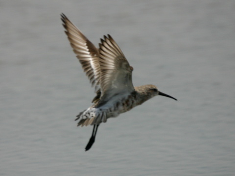 pobre�n�k krivozob�
 (Calidris ferruginea
)