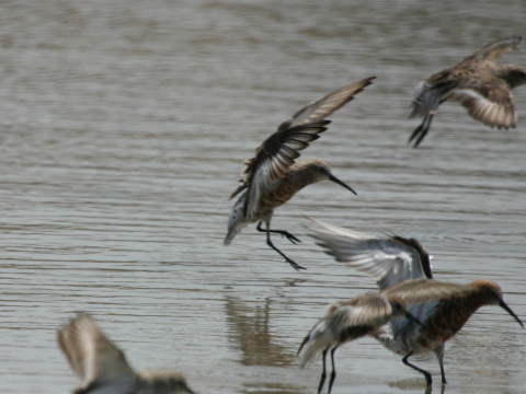 pobre�n�k krivozob�
 (Calidris ferruginea
)